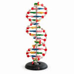 DNA Structure Model